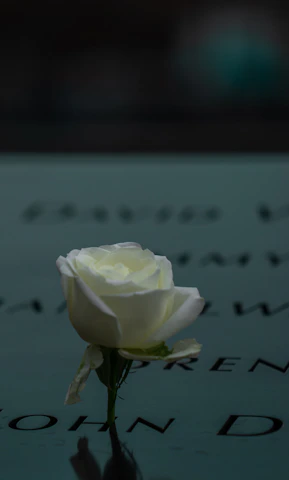 A beautifully etched rose petal with a tiny heartfelt message visible under soft lighting.