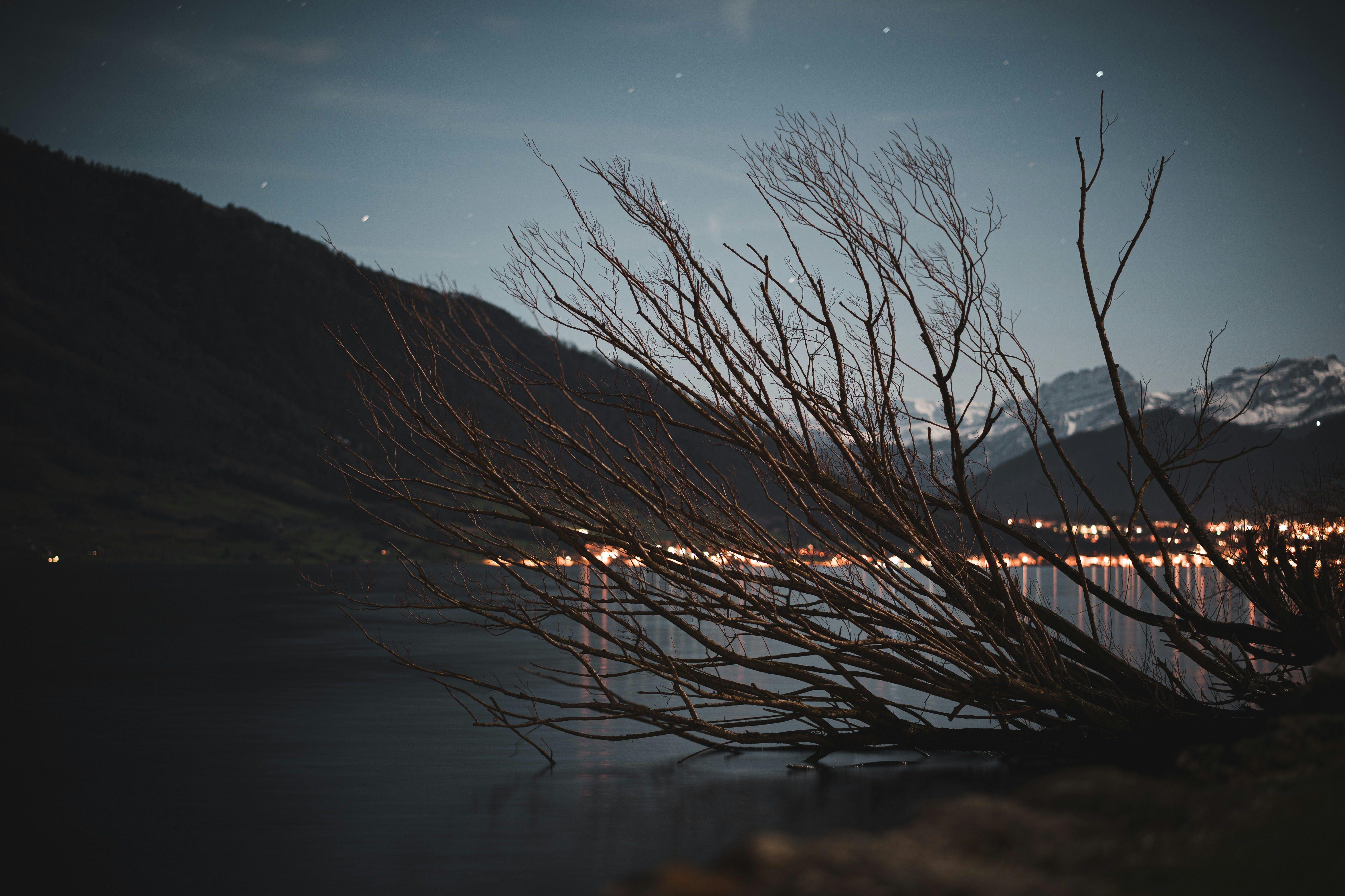 brown grass near body of water during daytime