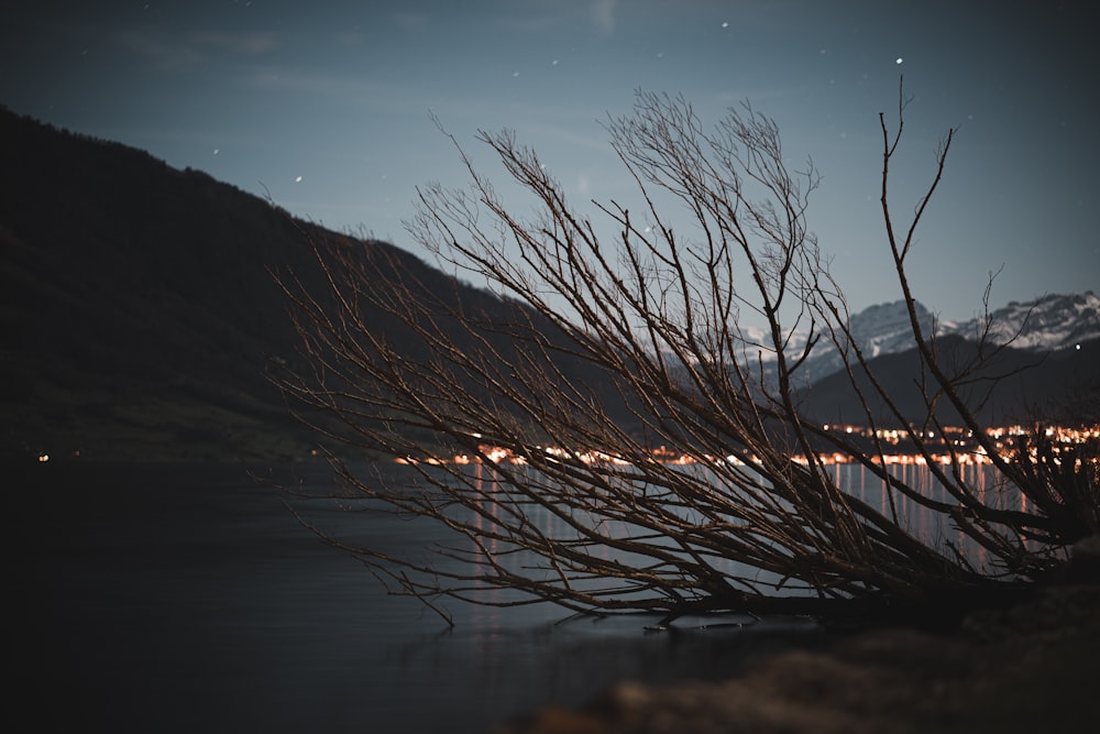 brown grass near body of water during daytime