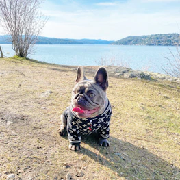 A scenic shot of a French Bulldog playing in a sunny suburban park in Fate, Texas.