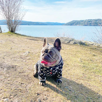 A scenic view of Lake Ray Hubbard with a French Bulldog enjoying the waterfront.