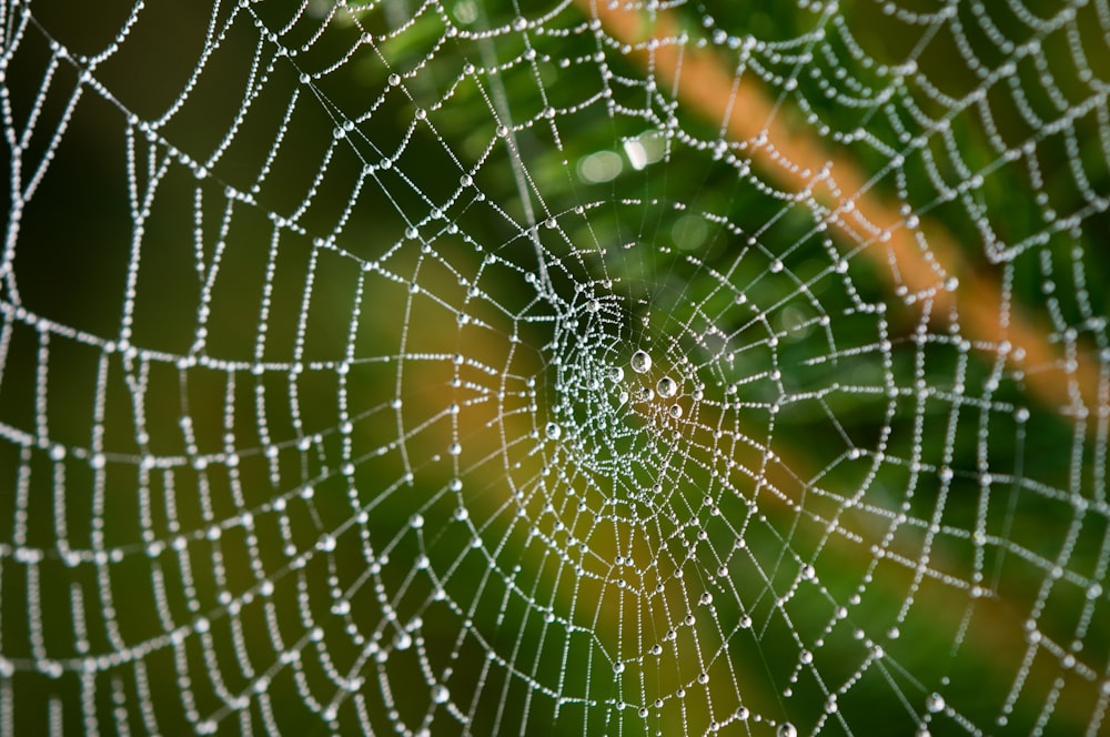 Wassertröpfchen auf Spinnennetz in Nahaufnahmen