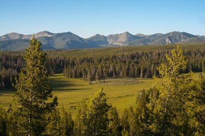 A lush green forested landscape stretches across the foreground, with tall evergreen trees. In the background, a range of mountains rises under a clear blue sky. The scene is tranquil and natural, capturing the beauty of untouched wilderness.