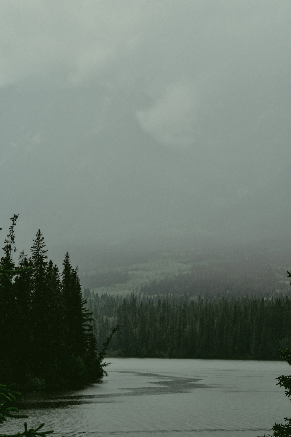 green pine trees under white clouds