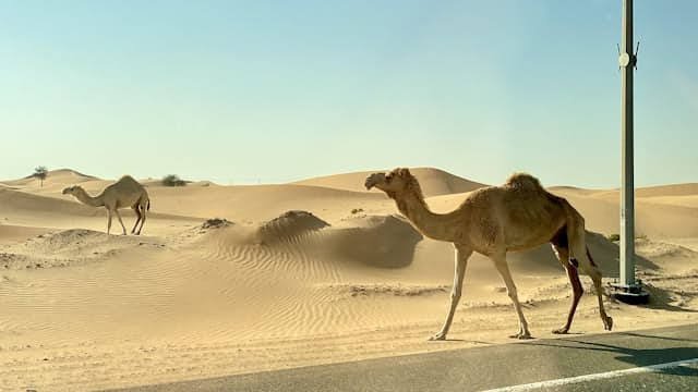 Camel