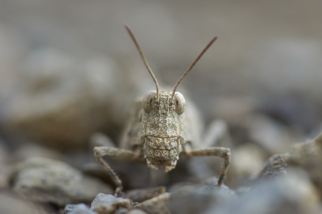 brown grasshopper on gray rock during daytime