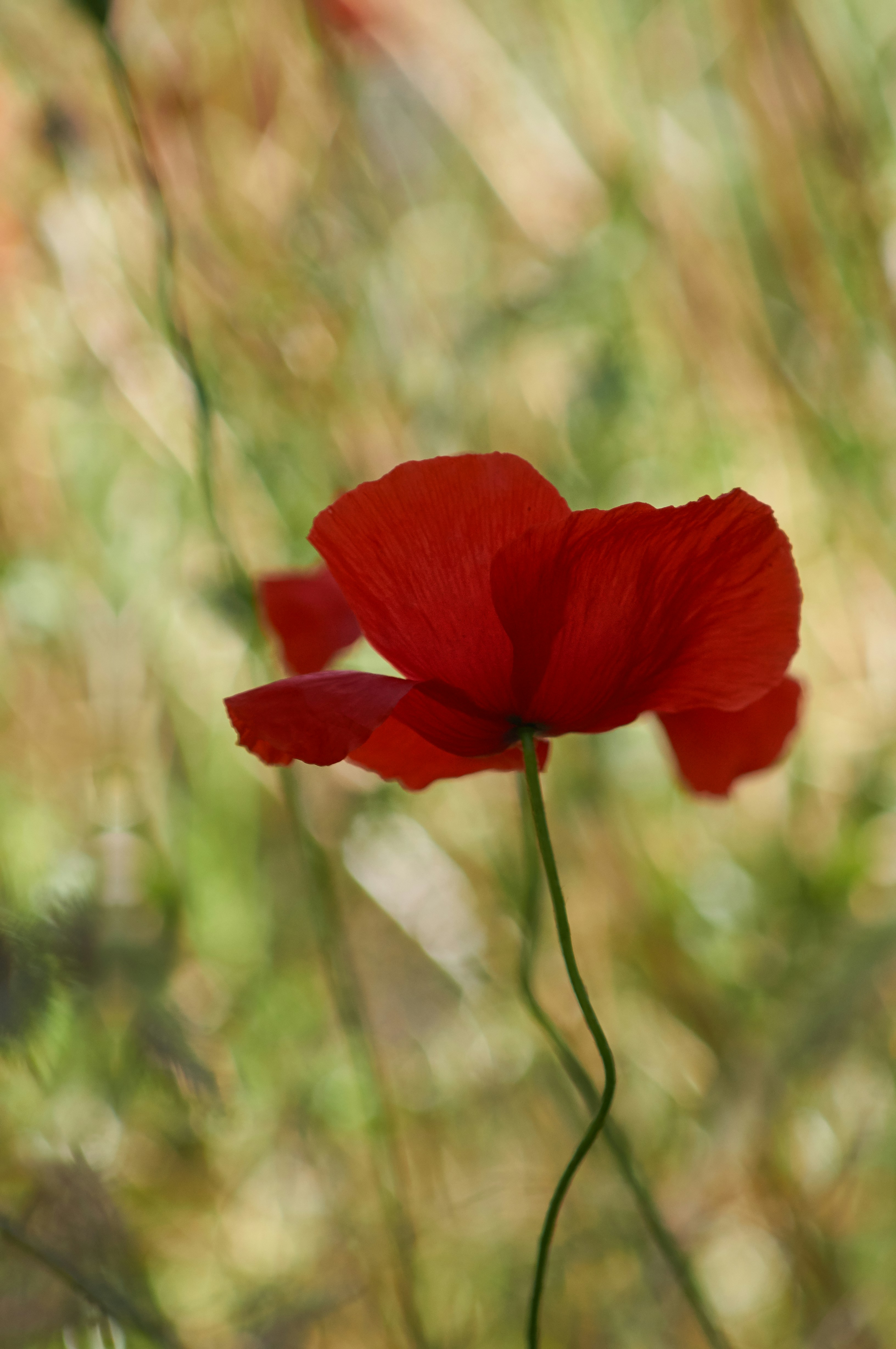 Photo by wolfgang_hasselmann