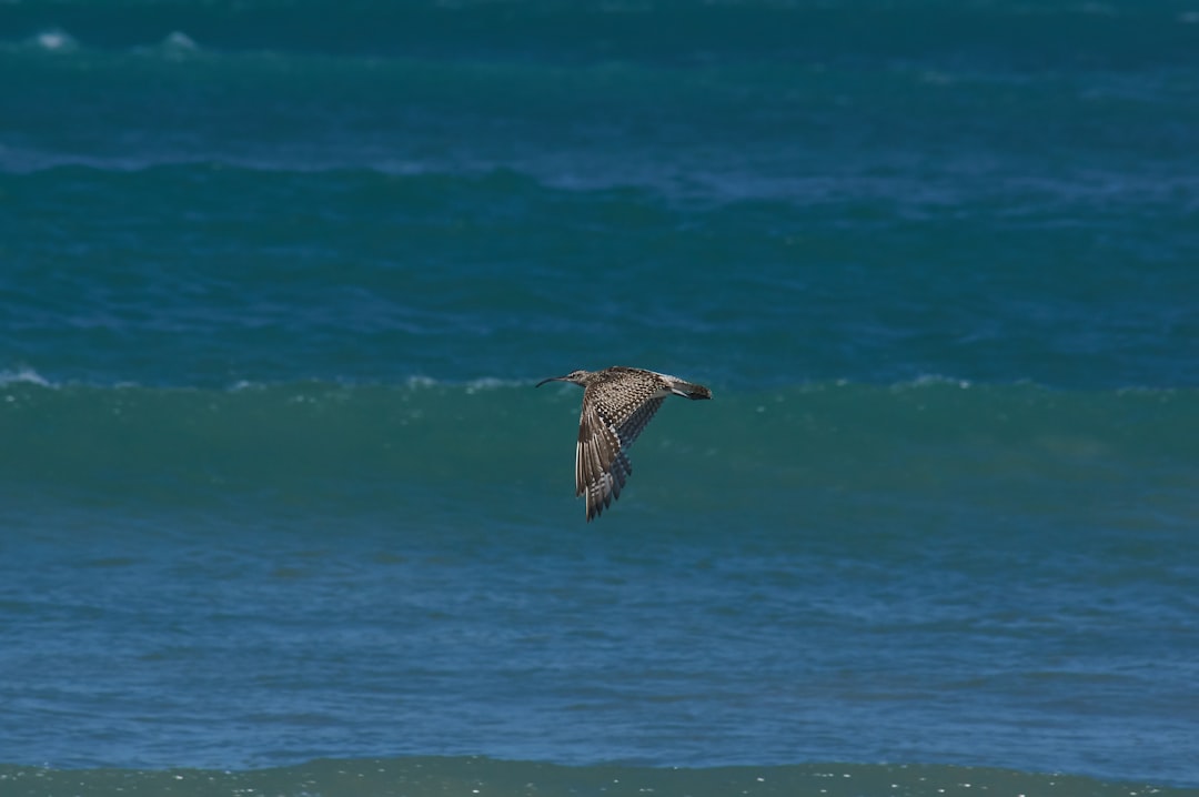brown and white bird flying over the sea during daytime
