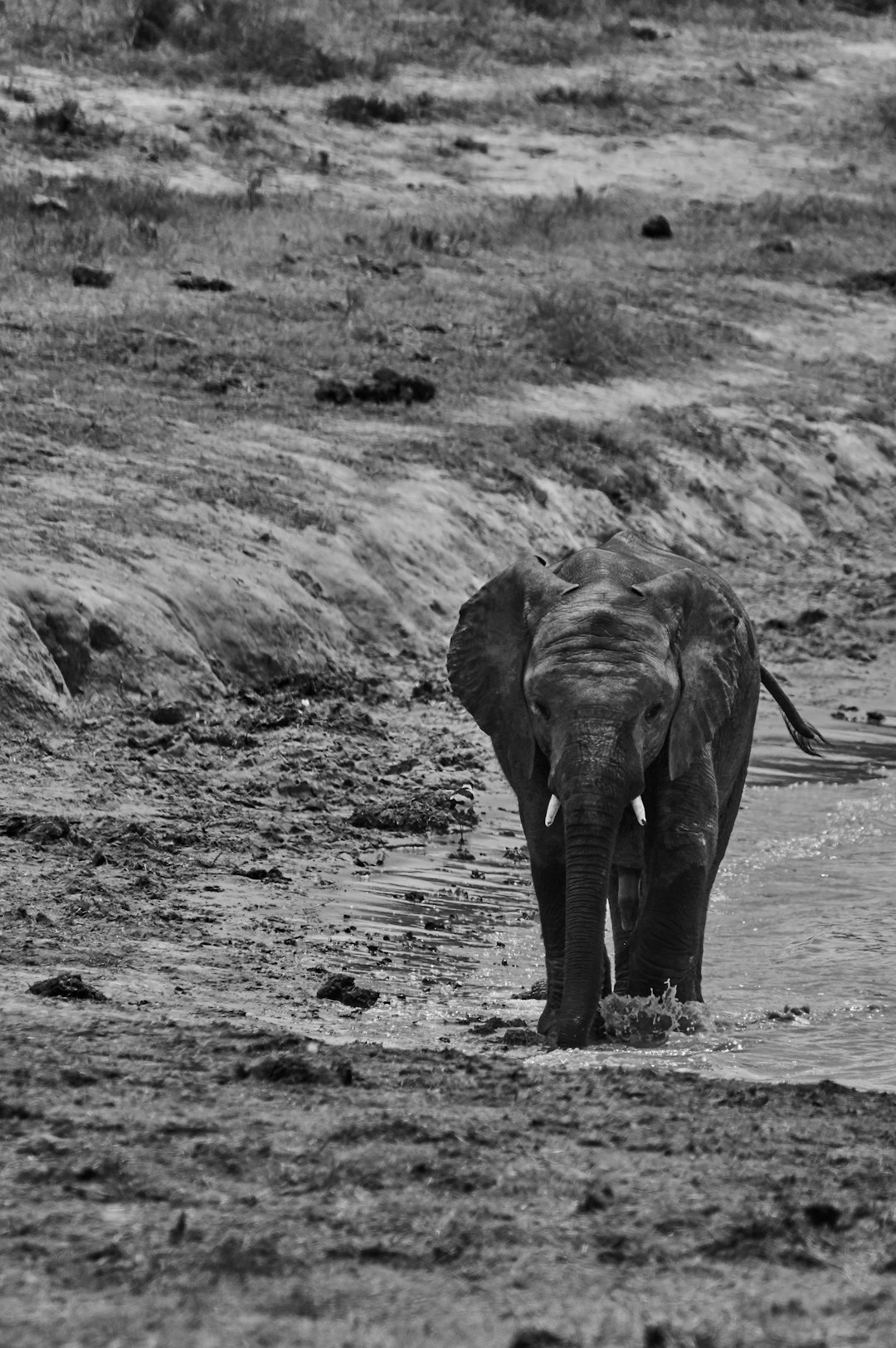 elephant walking on the river in grayscale photography