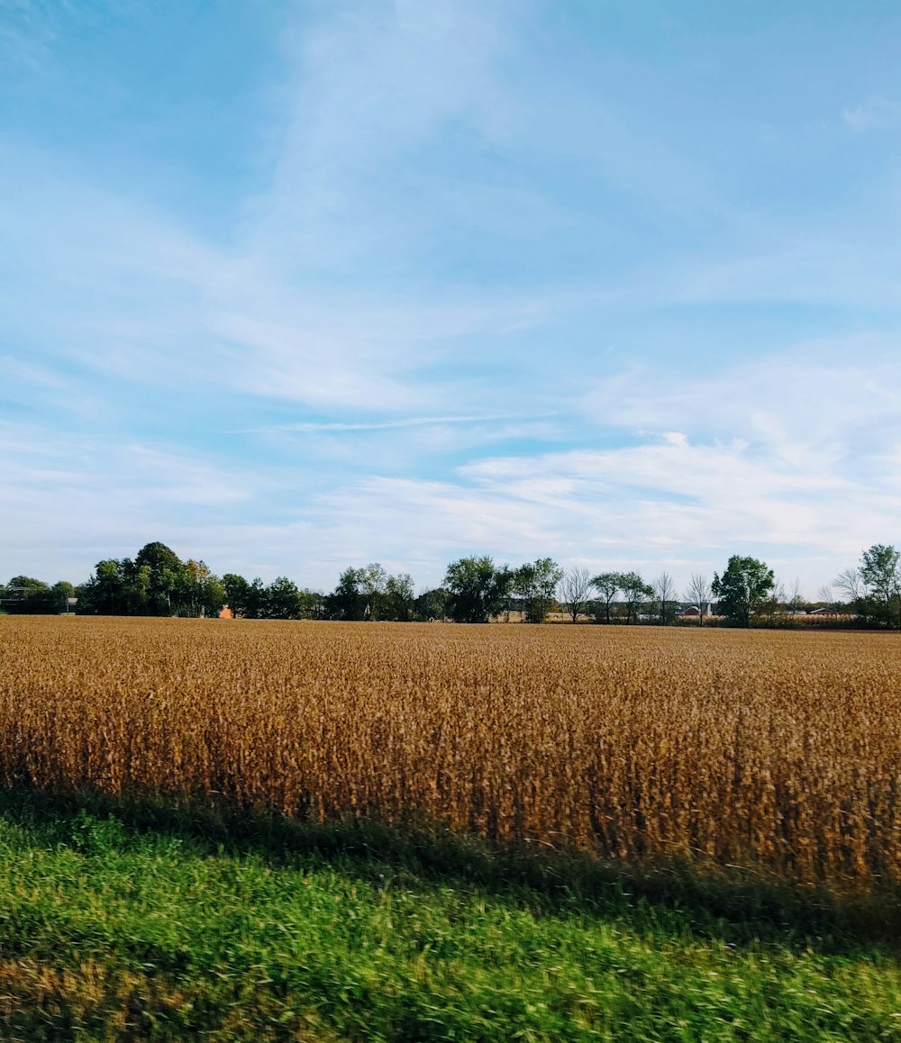 brown grass field under cloudy sky during daytime