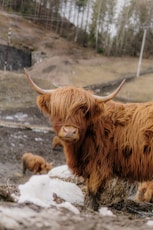 Corporate video production companies: brown yak on gray sand during the daytime