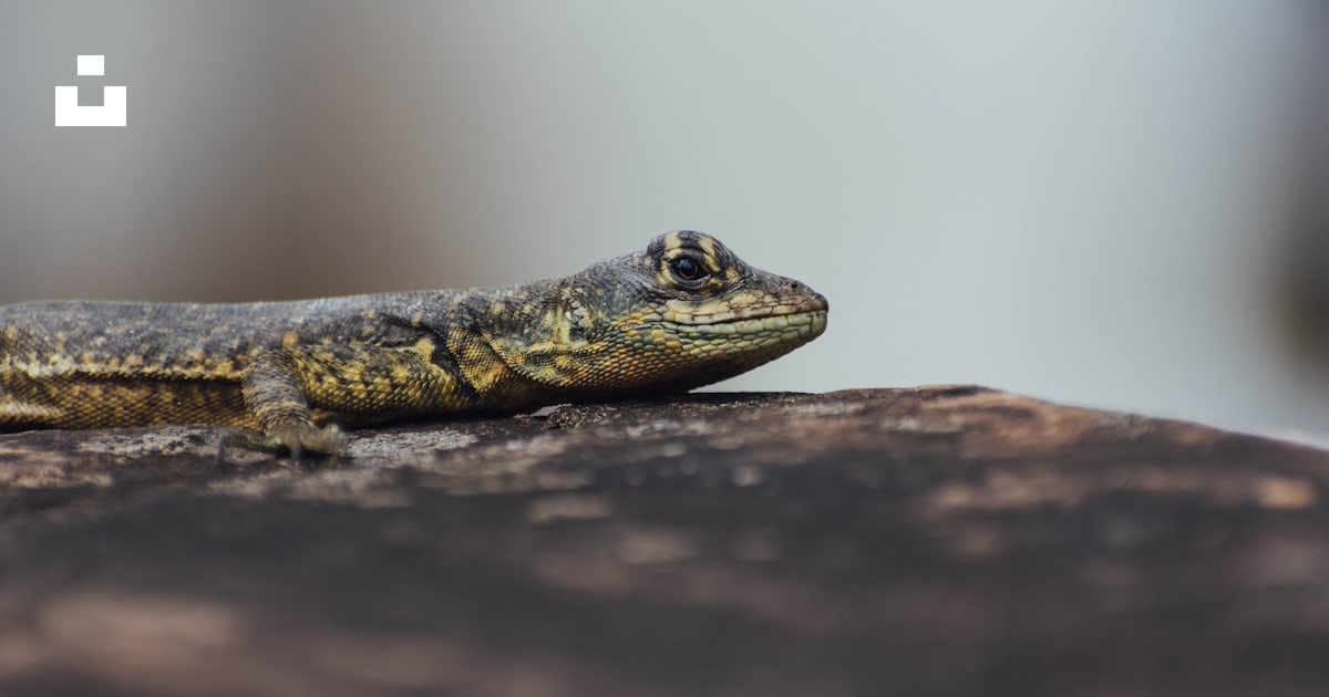 Brown And Black Lizard On Brown Rock Photo Free Animal Image On Unsplash Brown and black lizard on brown rock photo free animal image on unsplash