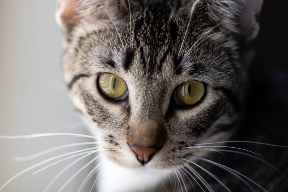 brown tabby cat in close up photography