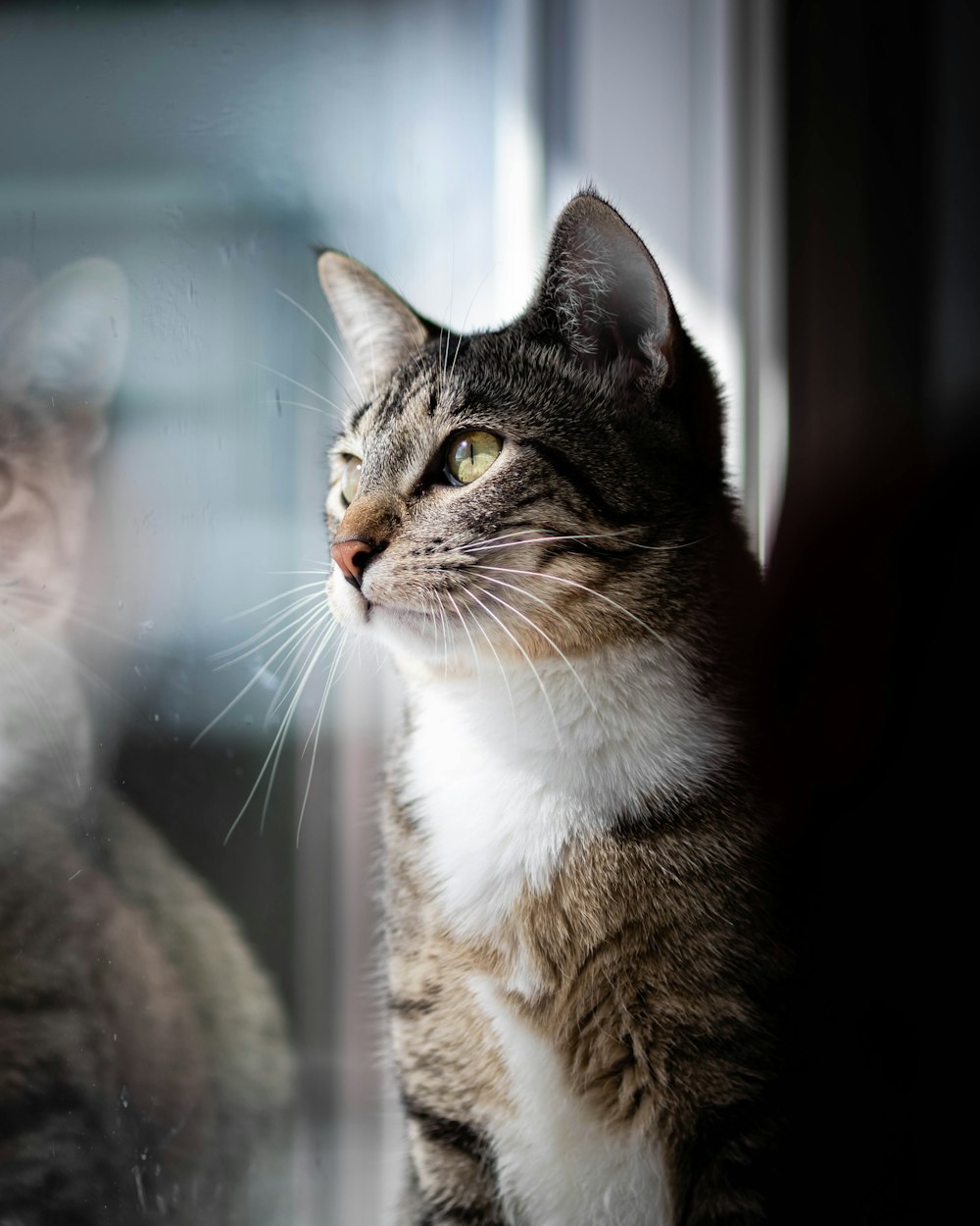 brown tabby cat looking at the window