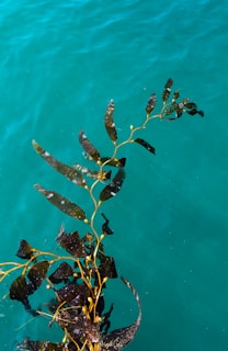 school of fish in water