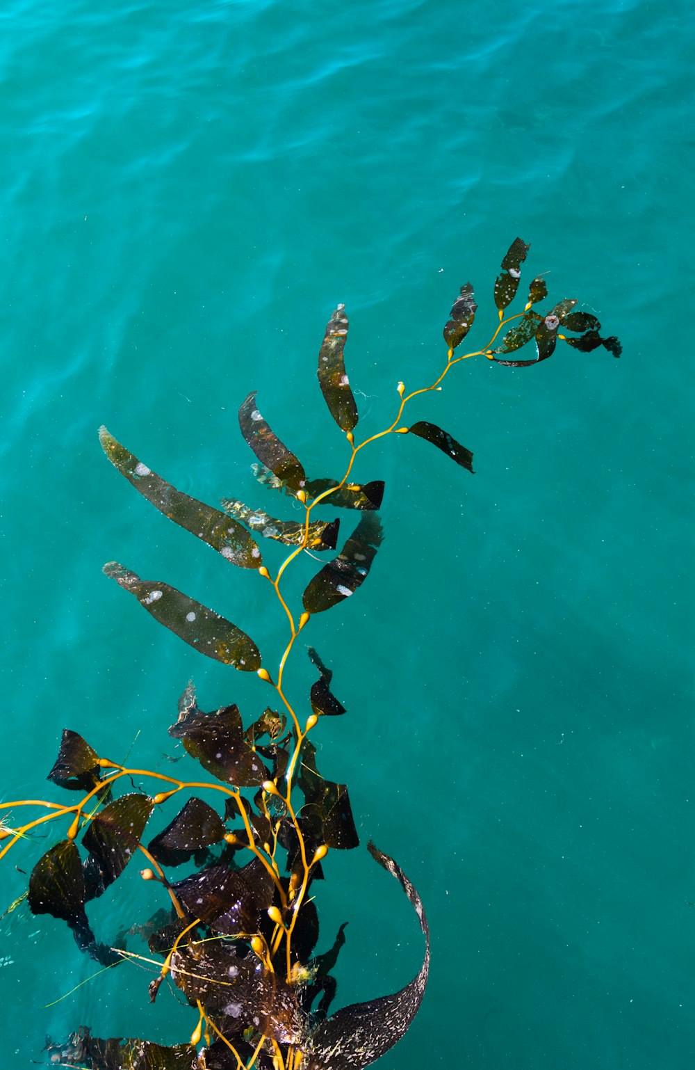 school of fish in water