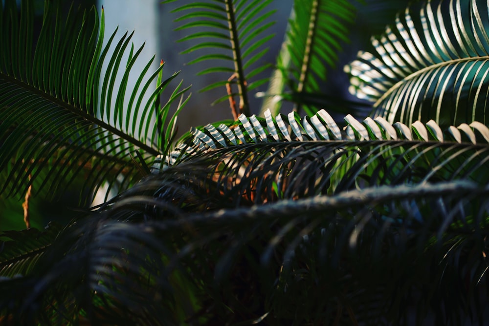 green palm plant in close up photography