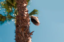 brown bird flying over brown plant during daytime