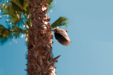 brown bird flying over brown plant during daytime