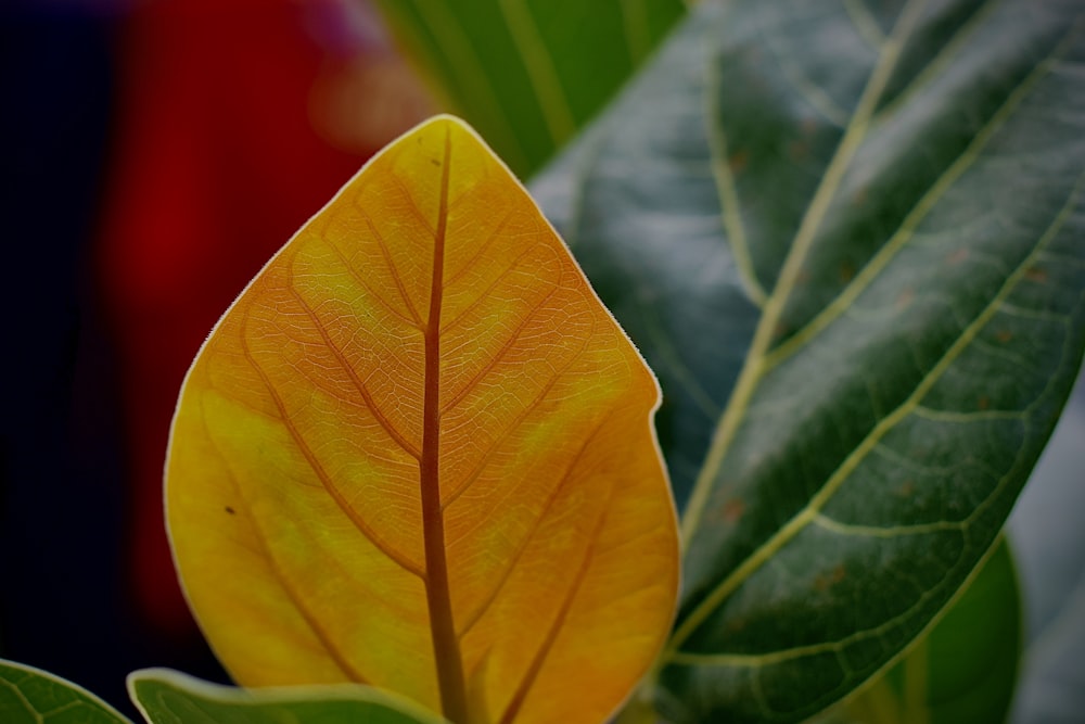 yellow and green leaf plant