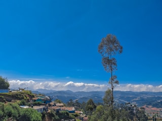 green trees near mountain under blue sky during daytime