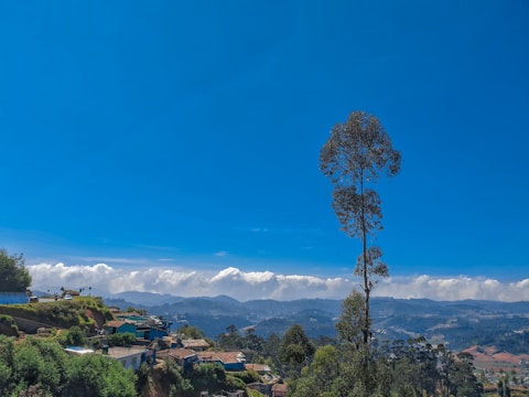 green trees near mountain under blue sky during daytime