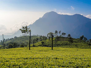 green grass field with mountain in distance
