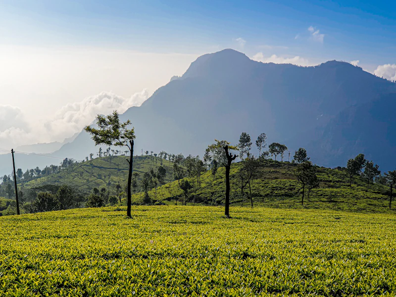 Best Cafes in Ooty That Locals Actually Go To