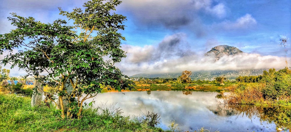 green trees beside lake under cloudy sky during daytime