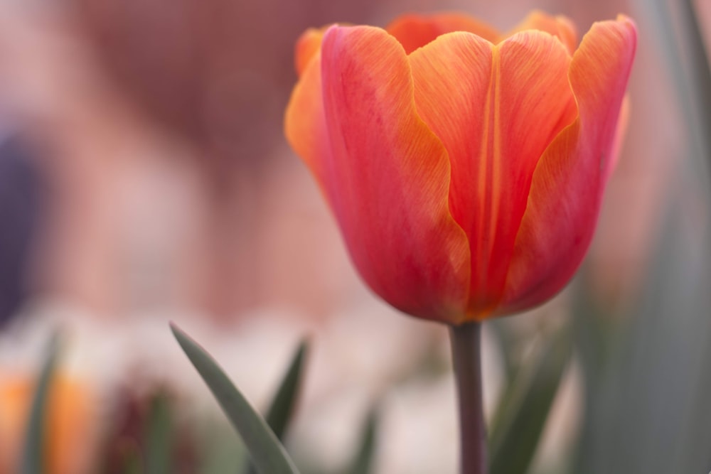 tulipano rosso in fiore durante il giorno