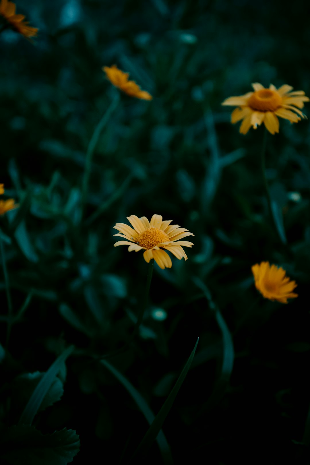 white and yellow flower in tilt shift lens