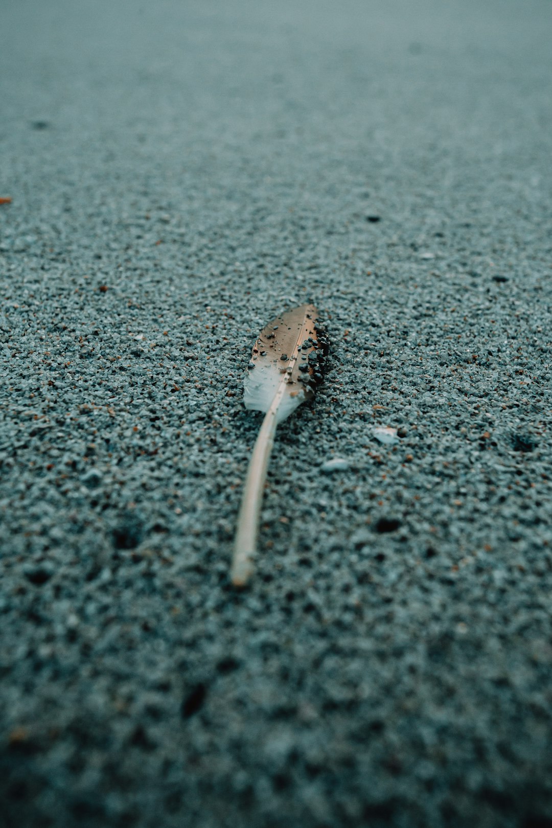 white and black flower on gray sand