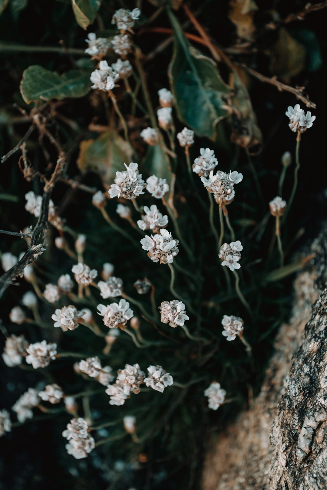 white flowers with green leaves