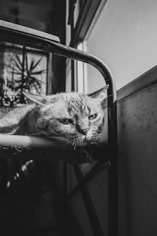 A serene black and white photo of a cat peacefully resting on a windowsill bathed in soft afternoon light.