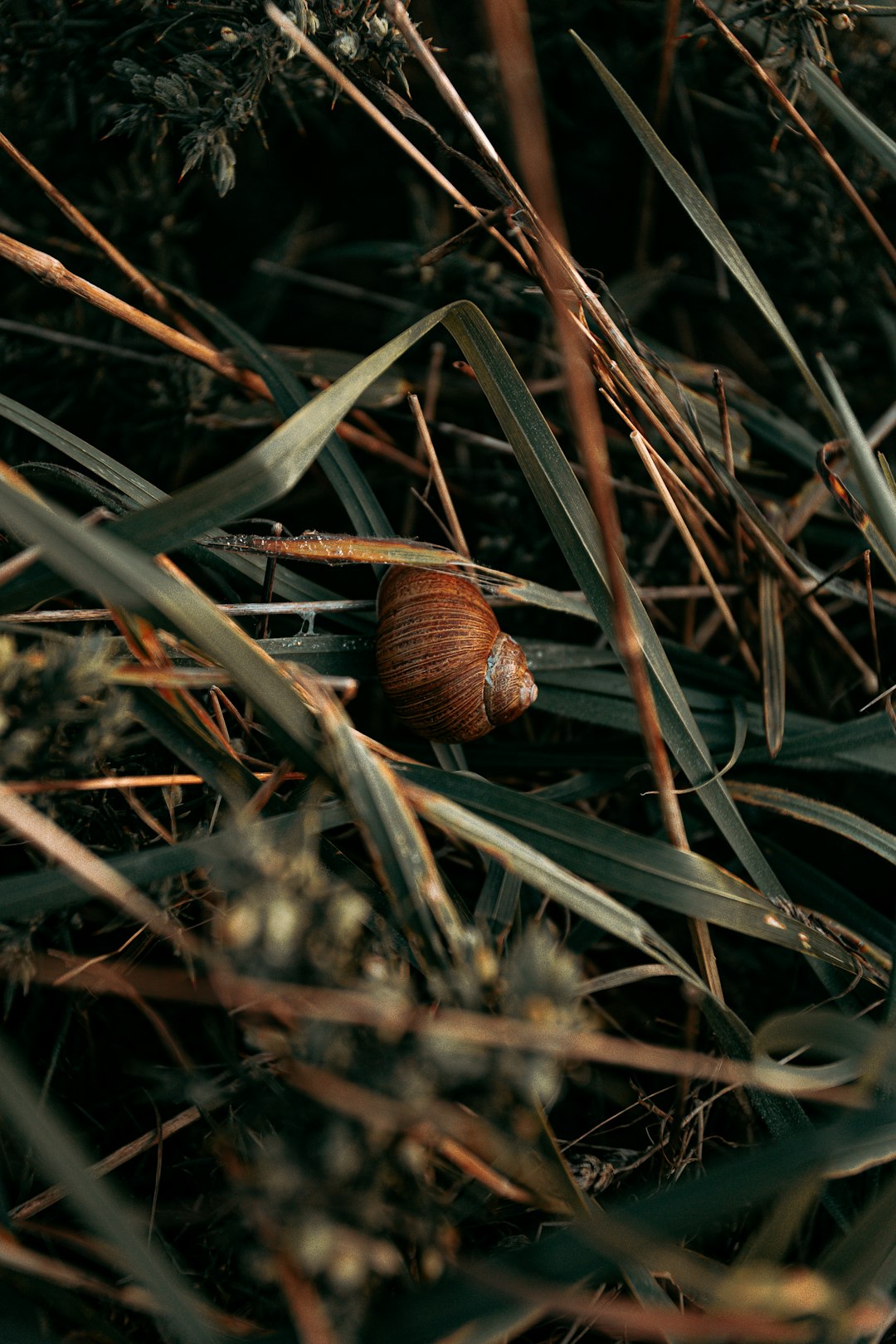brown snail on brown grass