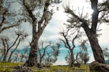 Olive trees with gnarled trunks and sparse foliage stand on a grassy field under a sky with clouds. Sunlight filters through the branches, creating a serene and natural atmosphere.