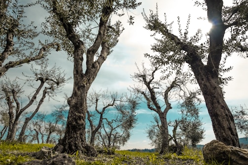 Olive trees with gnarled trunks and sparse foliage stand on a grassy field under a sky with clouds. Sunlight filters through the branches, creating a serene and natural atmosphere.