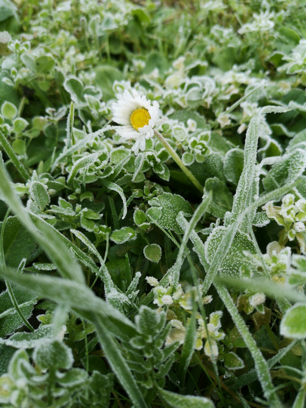 white flower with green leaves