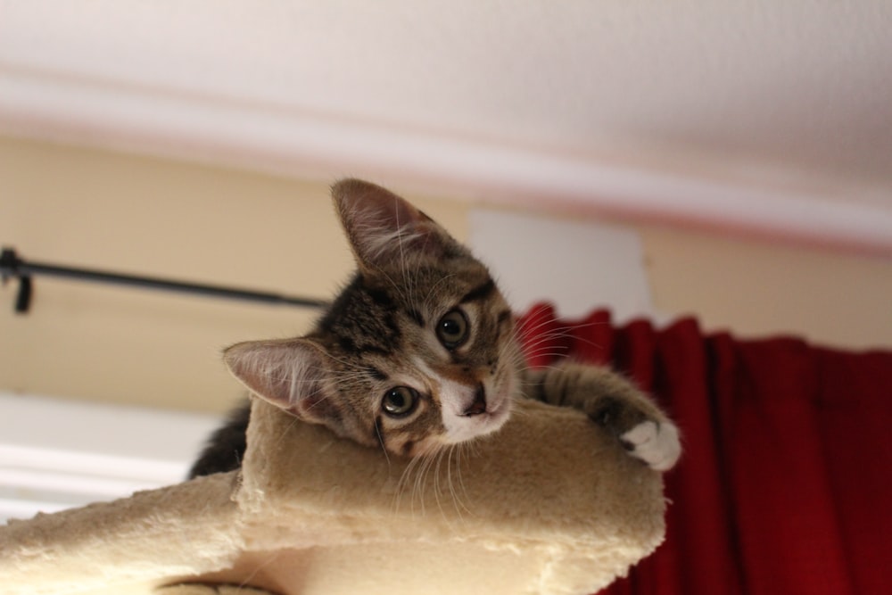 brown tabby cat on cat tree