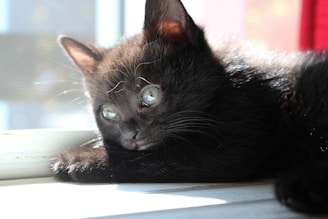A gentle black cat lounging in a sunbeam on a windowsill.