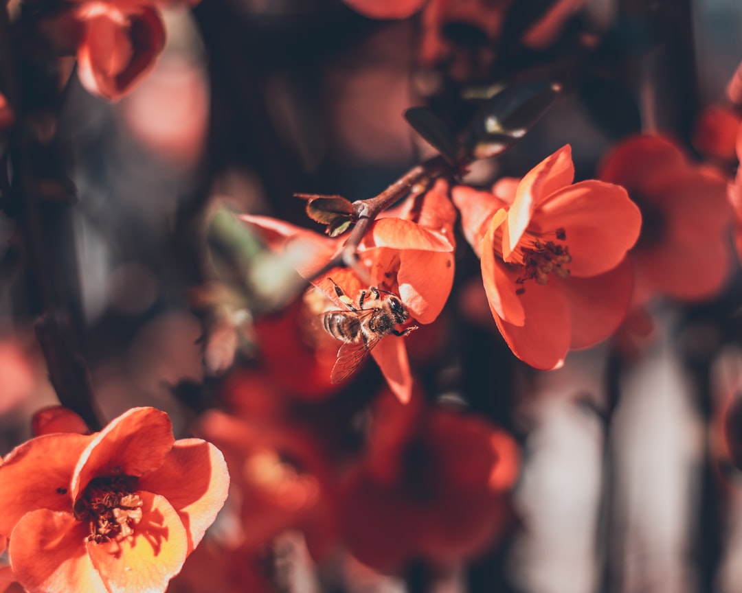 red flower in tilt shift lens