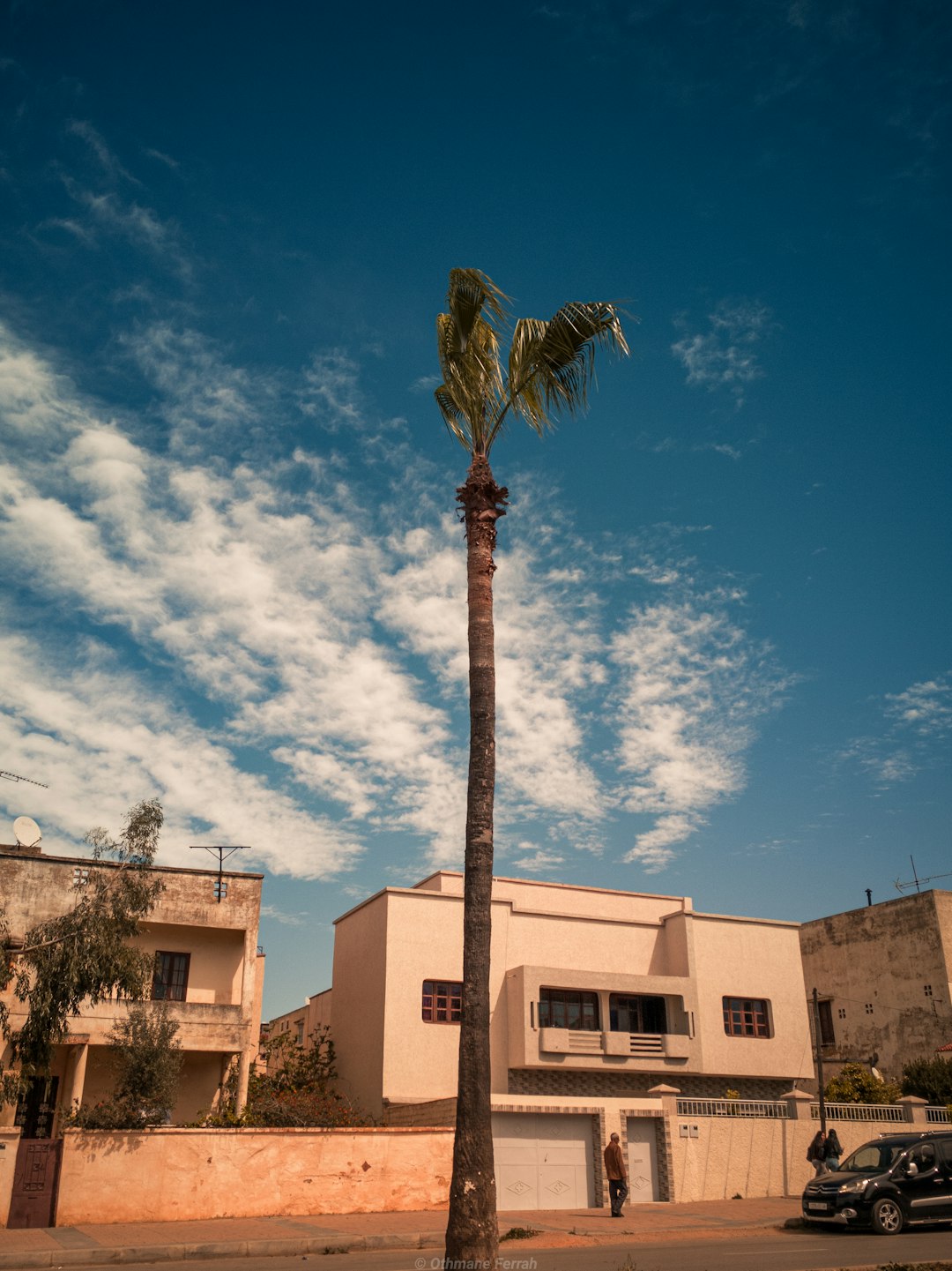 palm tree near beige concrete building