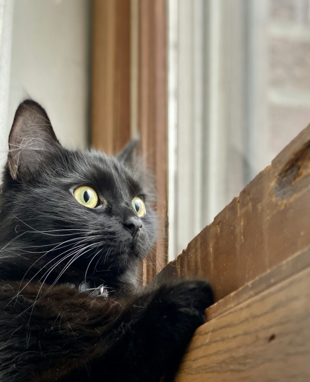 black cat on brown wooden fence