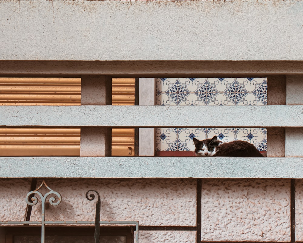 black and white short coated dog on brown wooden window