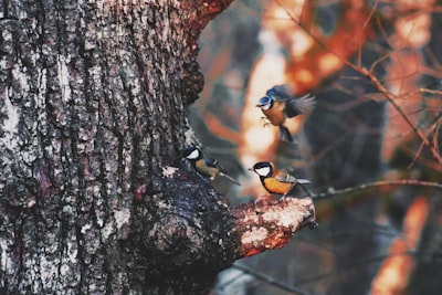 brown and black bird on brown tree branch during daytime