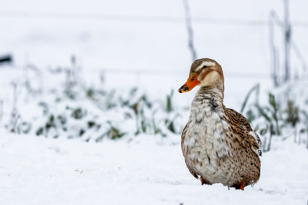 white and brown duck on snow covered ground during daytime