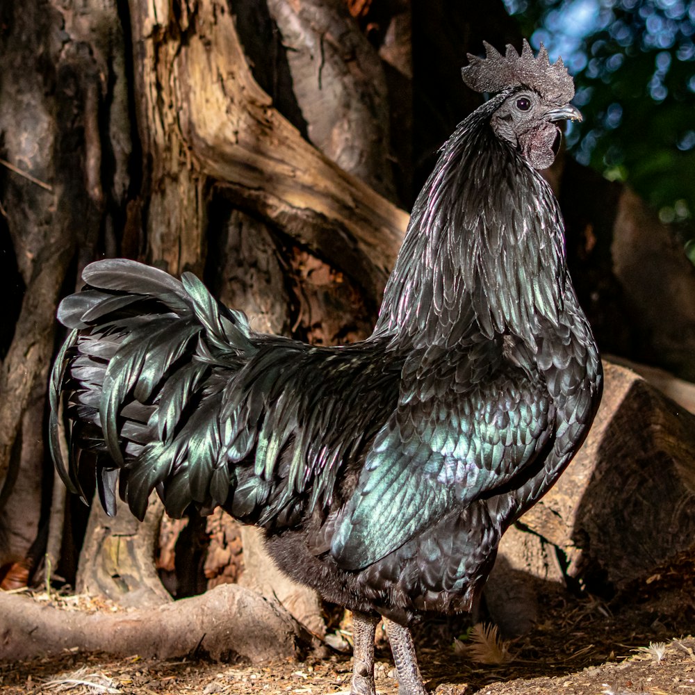 black and white rooster on brown rock