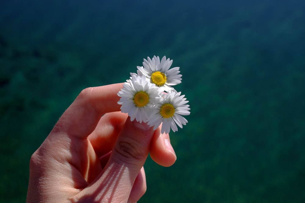 person holding white daisy flower