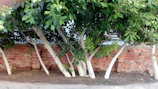A row of young decorative trees planted along a garden border in Plovdiv
