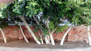 A row of young decorative trees planted along a garden border in Plovdiv